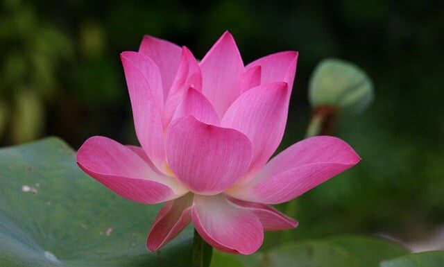 Jak po angielsku nazywa się wiewiórka?