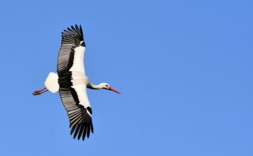Jakie wybrać bocianie gniazdo?
