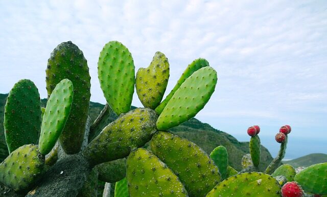 Czy opuncja to kaktus?