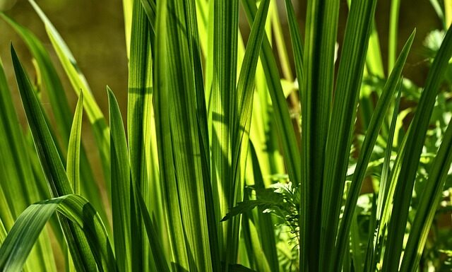 Dlaczego Marta odrzuciła Anzelma?