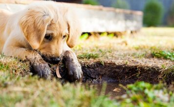 Czy ser himalajski jest dla szczeniaka? Czy ser himalajski jest dla szczeniaka?