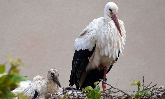 Jakie grzechotki dla noworodka?